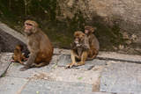 Kathmandu  Pashupatinath 2007 